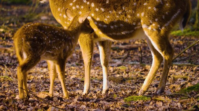 Close up of an axis deer fawn standing in the forest with his mother on a sunny autumn day and drinking from her udder
