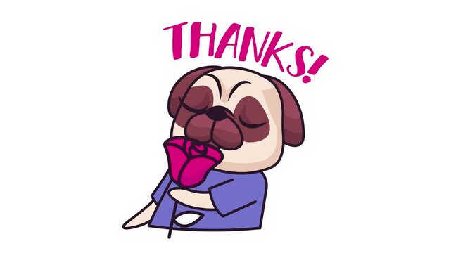 Cute pug dog saying thanks in playful cartoon animation on white background