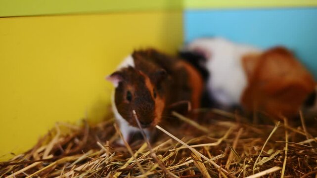 Group of guinea pigs resting on hay in cage. Cavia porcellus. Guinea pig nursery. 