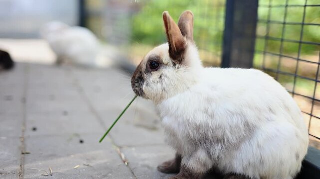 Cute white rabbit eats blade of grass while sitting in its enclosure, close-up. Wild rabbit, cuniculus. Concept of breeding rabbits, petting zoo.