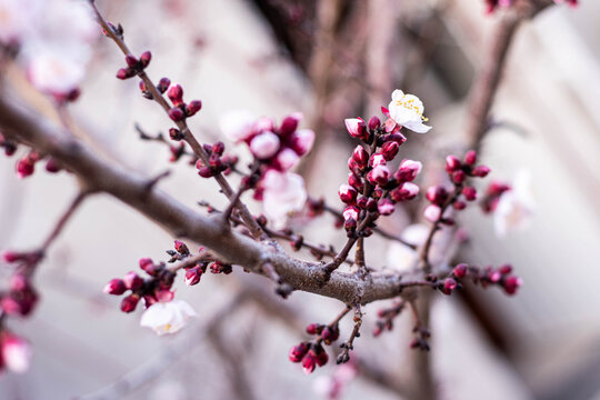 Brotes flor de durazno