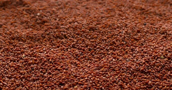 Gurly cress (Lepidium sativum) seeds as an abstract background texture. Selective focus, table spin. 
