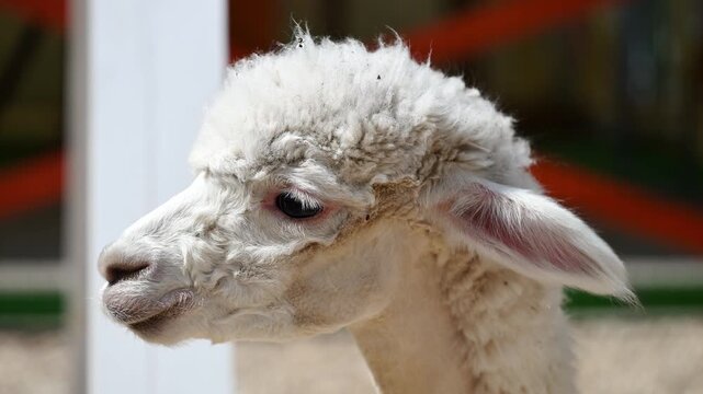 Close-up portrait of cute white alpaca. Beautiful llama at petting zoo farm. Lama pacos, Vicugna pacos