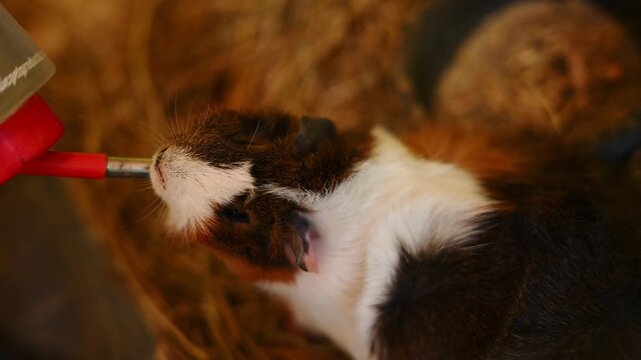 Close-up of guinea pig drinking from water bottle, with straw underfoot. Concept of animal shelter, caring, and attentive. Guinea pig quenches its thirst on hot day. Cavia porcellus