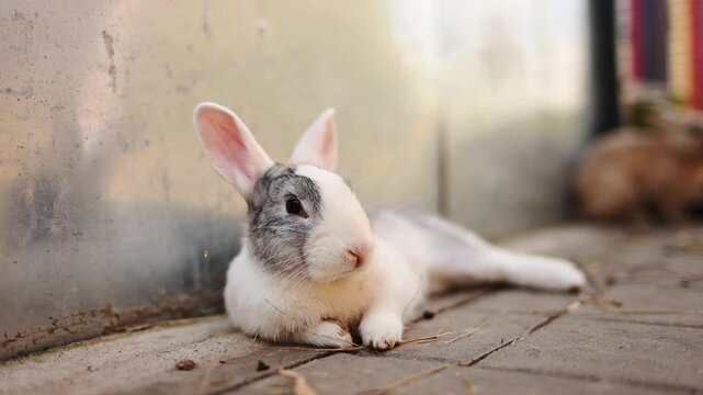 Calm rabbit with its ears up lies on sidewalk in courtyard, resting on path with peaceful expression in sun's rays. Cuniculus. Concept pet, rabbit breeding