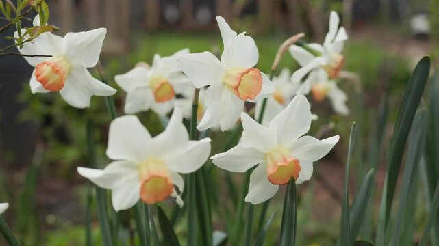 Daffodils, Narcissus flowers in spring garden blooming.