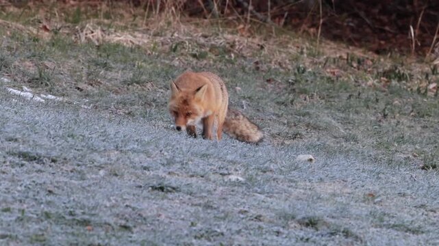 Un renard roux en chasse sur l'herbe givr&eacute;e - Vercors - Is&egrave;re