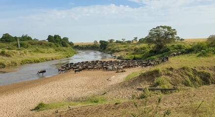 Wildebeest herd crossing river during great migration in savanna © Michael