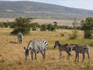 Obraz premium Zebras grazing in vast African savanna landscape