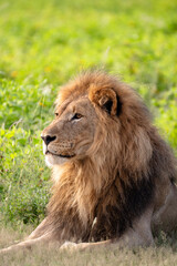 Obraz premium Resting Male Lion With Full Mane, Profile Gaze Into Distance, Golden Fur In Soft Light, Regal Posture, Calm. Namibia, Africa