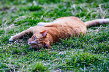 Kot © Paweł Mielko