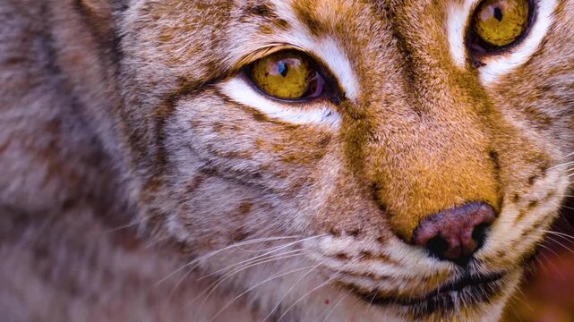 Close up of european Lynx cat or Bobcat moving around the forest on  cloudy spring day.