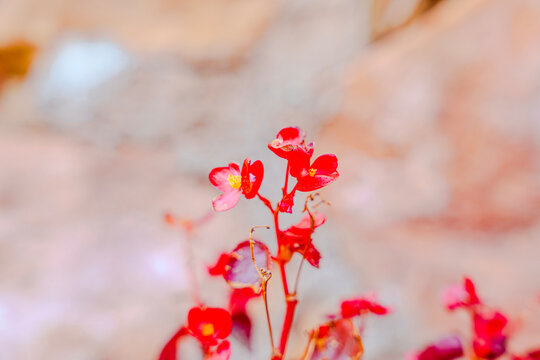Preciosa Begonia de cera ornamental de hojas y flores rojas