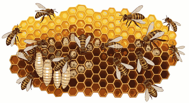 Honeycomb with bees and larvae, depicting life cycle