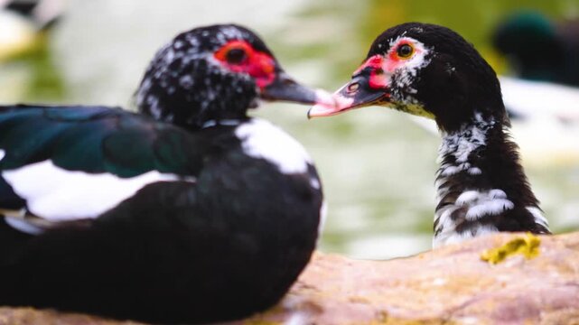 Close Up of two Muscovy Ducks resting beside a pond on a sunny spring day with other ducks swimming in the background