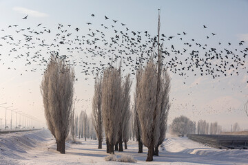 Winter trees and many birds resting on them are also waiting for their prey at the same time, Erzincan, Turkey © kenan
