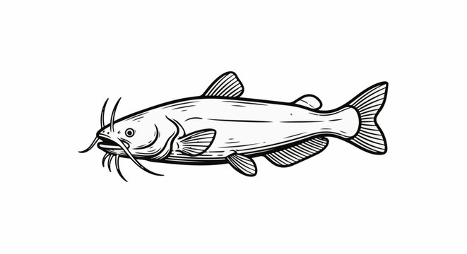 Hand-drawn outline illustration of a catfish with prominent barbels