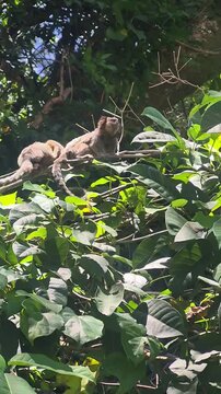 Dois saguis empoleirados no galho e um deles pula e vai embora.