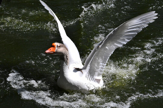 A corrida de gansos no lago do Museu da Rep&uacute;blica &eacute; simplesmente um espet&aacute;culo. Pal&aacute;cio do Catete - RJ 