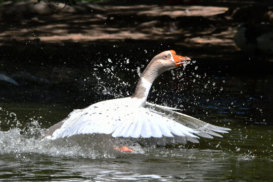 A corrida de gansos no lago do Museu da Rep&uacute;blica &eacute; simplesmente um espet&aacute;culo. Pal&aacute;cio do Catete - RJ 