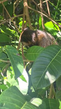 Um sagui inquieto, olhando para os lados, empoleirado em um galho cheio de folhas.