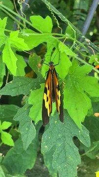Borboleta colorida pousada sobre folha verde em ambiente de bosque