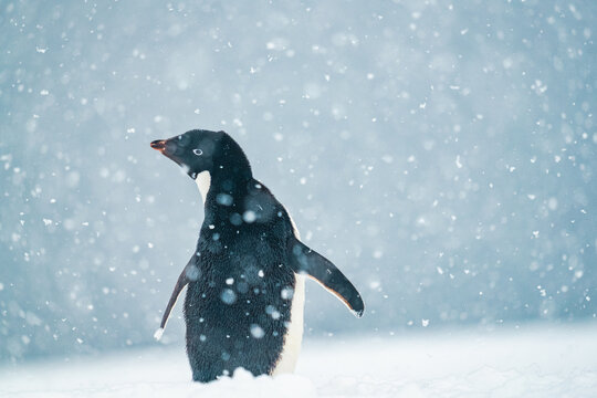 Close-up Portrait of an Ad&eacute;lie Penguin in Heavy Snowfall - Minimalist Antarctic Wildlife Photography of Pygoscelis Adeliae in Winter