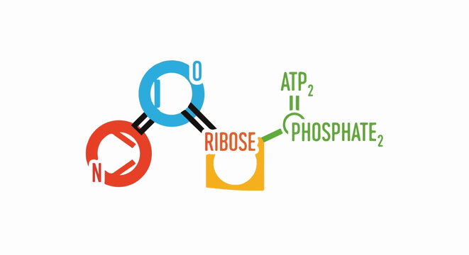 Stylized diagram of nucleotide components, including adenine, ribose, and phosphate groups