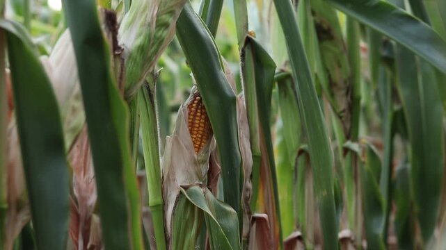 Close-up of a ripe corn cob in a field on a sunny day. Farmland: young corn in the process of growth. Concept of farming, harvest and natural products. Corn cob on a stalk among dense foliage