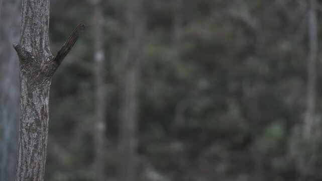笹薮の中の小さな川のある冬枯れの森