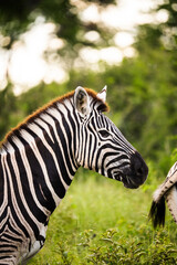 Obraz premium Close Zebra Profile Against Foliage, Sharp Stripe Contrast And Textured Mane Visible, Soft Background Blur