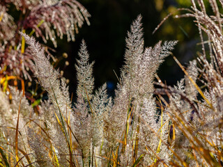 Naklejka premium Calamagrostis acutiflora in the autumn garden. Decorative grasses and cereals in landscape design. Natural wallpaper or banner.