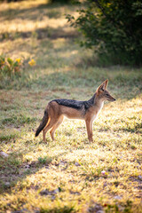 Obraz premium Young Jackal Standing In Sunlit Grassland, Alert Posture, Golden Backlight, Sparse Bush Shadows, Dry Savanna
