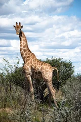 Tall Giraffe Standing Against Cloudy Sky, Long Neck Silhouette Above Thorny Bush, Bright Contrast, Crisp © 21AERIALS