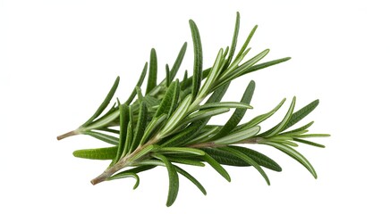 Fototapeta premium Fresh green rosemary sprigs with needle like leaves on a white background herb spice