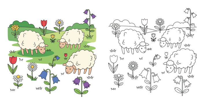 Cute Sheep in Meadow Coloring Page for Kids, Cartoon Lambs Grazing in Flower Field, Educational Activity Sheet with Colored Version and Line Art, Hand Drawn Vector Illustration of Farm Animals