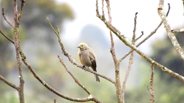 Palm Tanager Bird Perched on Tree Branch Preening Feathers in Tropical Forest
