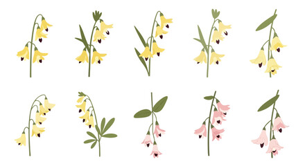 Fototapeta premium Dutchman’s Breeches Vector Illustration | Woodland Wildflower Botanical Artwork | Unique Spring Flower Design