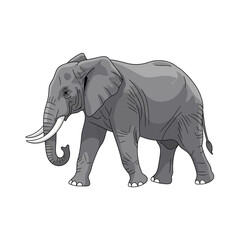 Fototapeta premium A gray elephant standing on white background.