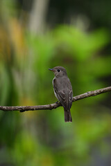 Obraz premium Asian brown flycatcher (Muscicapa dauurica), characterized by soft grey-brown upperparts and a pale underside.