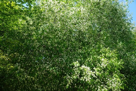 Bird Cherry Prunus padus Spring Bloom South Korea