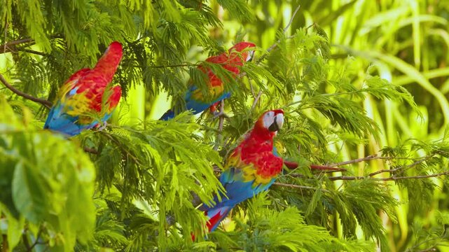 Three vivid scarlet macaws with brilliant red and blue plumage are nestled high within the dense green canopy of a tropical tree, adding bursts of color to the lush environment.