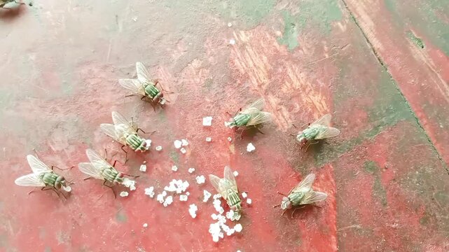 Macro shot of common houseflies eating sugar granules on a rustic red surface.