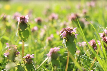 Fleurs de printemps © marie