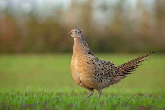 Female Common Pheasant (Phasianus colchicus) hen standing in a green grassy field at sunrise. Detailed portrait of a hen displaying intricate plumage patterns in golden hour light.
