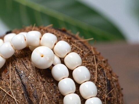Close-up of Tagua Beads on Coconut Shell