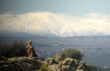 Fototapeta premium aguila imperial con la sierra de avila al fondo