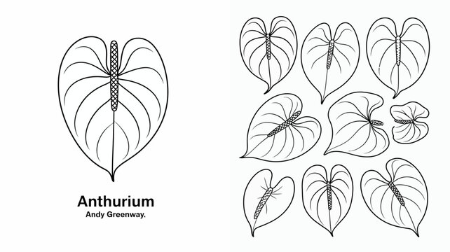 A detailed black and white illustration showcases various anthurium leaves with distinct shapes and prominent central veins labeled with artist credit high quality professional modern elegant