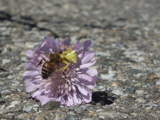 l'abeille et l'araignée © MaChaPhotoGraphie