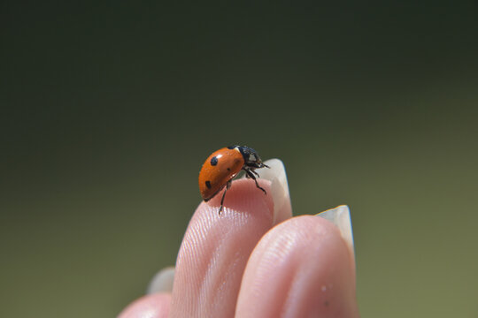 coccinelle s'envolera-t-elle